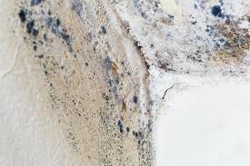 Trusted Rotonda, FL Mold Removal Services Experts